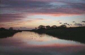 鳥と夕焼け